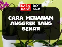 Cara Menanam Bunga Anggrek yang Benar