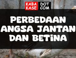 Perbedaan Angsa Jantan dan Betina, Ini Cara Membedakannya