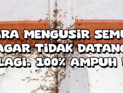 Cara Mengusir Semut Agar Tidak Datang Lagi. 100% Ampuh !